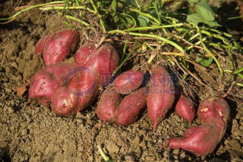 sweet potato before wash